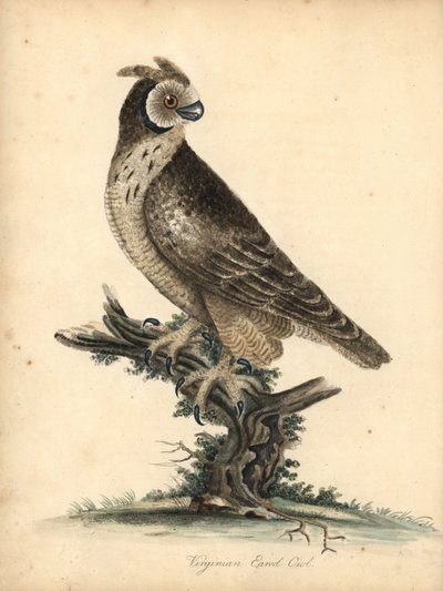Velduil, Asio flammeus. Handgekleurde kopergravure van een illustratie door William Hayes en zijn dochter M (Matilda) uit Portretten van Zeldzame en Curieuze Vogels uit de Menagerie van Osterly Park, Londen: Bulmer door William Hayes