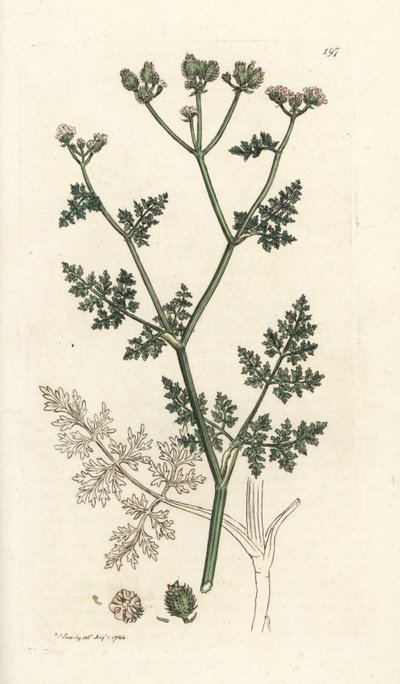Witte kantbloem, Orlaya grandiflora (Kleine caucalis of basterd peterselie, Caucalis daucoides). Handgekleurde kopergravure door James Sowerby uit James Smith