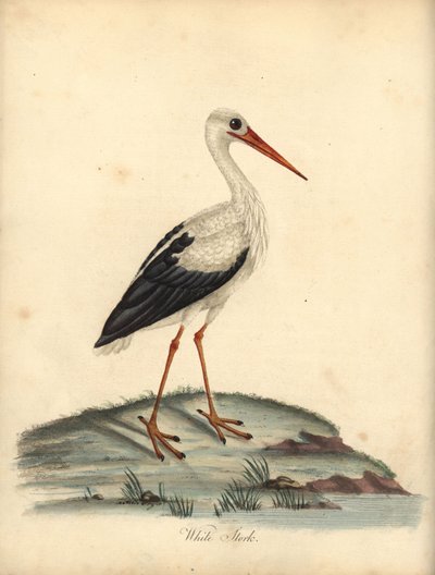 Witte ooievaar, Ciconia ciconia. Handgekleurde kopergravure van een illustratie door William Hayes en Matilda Hayes uit William Hayes