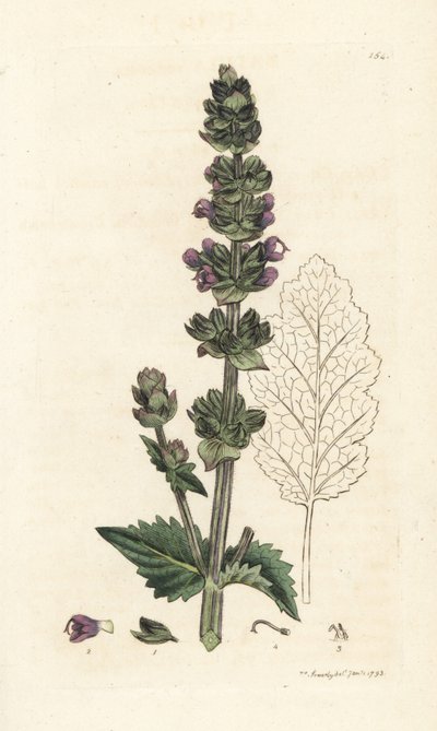 Wilde Engelse salie, Salvia verbenaca (Handgekleurde kopergravure door James Sowerby uit James Smith