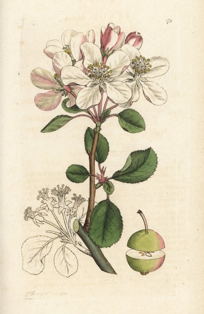 Wilde appel of krabappel, Malus domestica (Pyrus malus). Handgekleurde kopergravure door James Sowerby uit James Smith