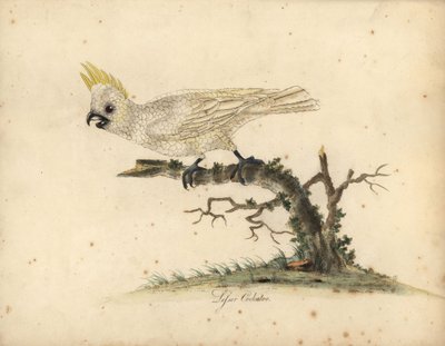 Geelkuifkaketoe door William Hayes