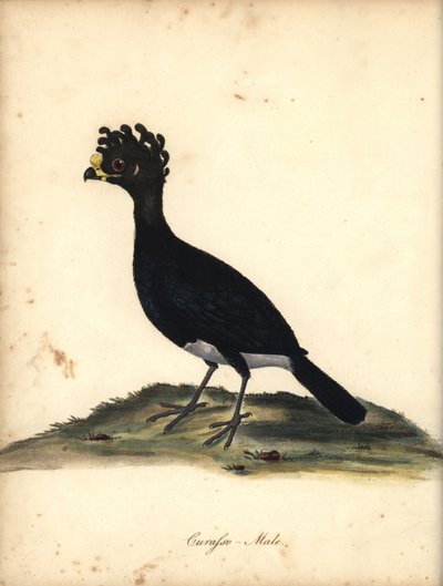 Geelknobbelhokko, Crax daubentoni, mannetje. Bijna bedreigd. Handgekleurde kopergravure van een illustratie door C. Hayes uit William Hayes