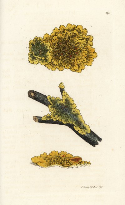 Gele muurkorstmos, Lichen parietinus. Handgekleurde kopergravure door James Sowerby uit James Smith