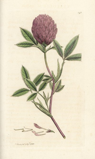 Zigzagklaver of klaver, Trifolium medium (Handgekleurde kopergravure door James Sowerby uit James Smith