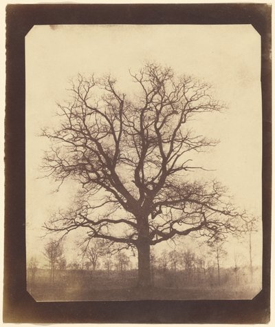 [Een eikenboom in de winter]. door William Henry Fox Talbot
