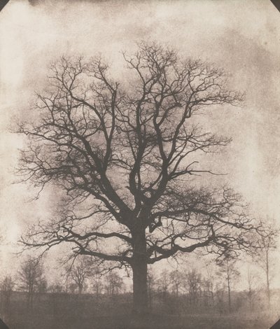 Een eik in de winter, ca. 1892-93 door William Henry Fox Talbot