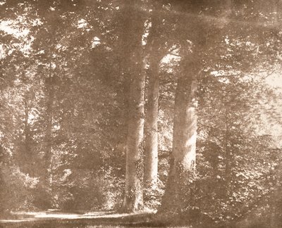 Beukenbomen, Lacock Abbey, ca. 1844 door William Henry Fox Talbot