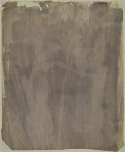 Botanisch exemplaar door William Henry Fox Talbot
