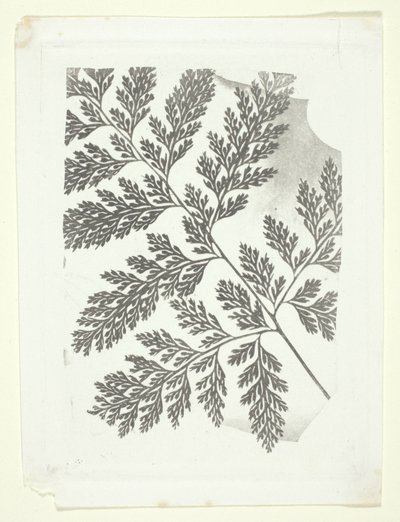 Tak van een varen door William Henry Fox Talbot