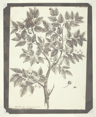 Kopie van Botanische Gravure van "Celtis" door William Henry Fox Talbot