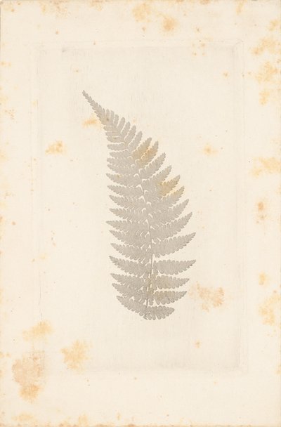 [Ver] door William Henry Fox Talbot