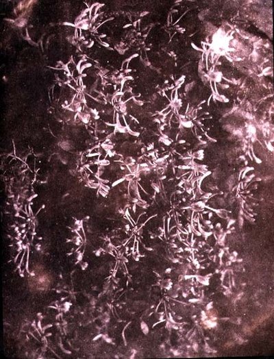Kamperfoelie, juni 1840 door William Henry Fox Talbot