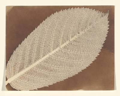 [Blad] door William Henry Fox Talbot