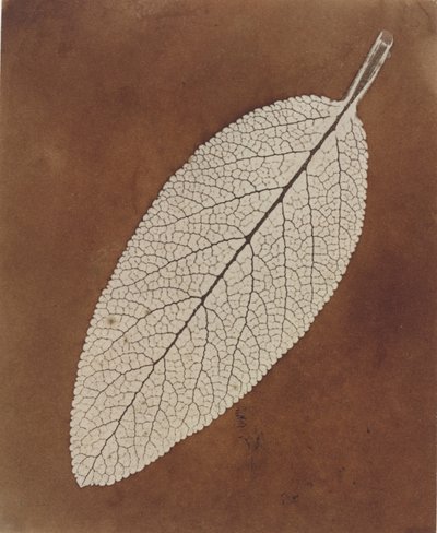 Bladerstudie door William Henry Fox Talbot