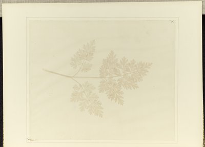 Blad van een plant door William Henry Fox Talbot
