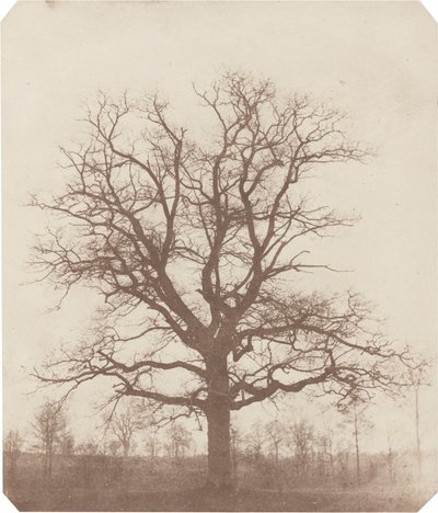 Eik door William Henry Fox Talbot