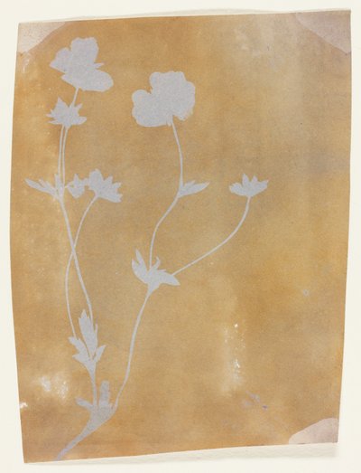 Stengel van bladeren en bloemen door William Henry Fox Talbot