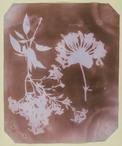 Twee plantenspecimens door William Henry Fox Talbot