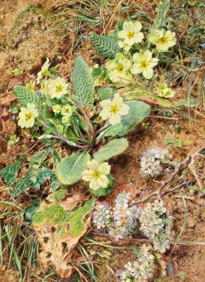 Bank van Sleutelbloemen en Sleedoorn door William Henry Hunt