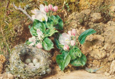 Vogelnest en appelbloesem door William Henry Hunt