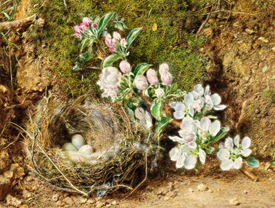 Tak van appelbloesem en vogelnest door William Henry Hunt