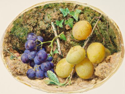 Gouden druppelpruimen en zwarte druiven, ca. 1860 door William Henry Hunt