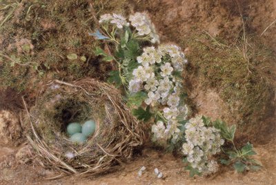 Meibloesem en een heggenmusnest door William Henry Hunt