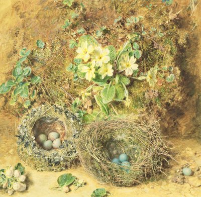 Sleutelbloemen en Vogelnesten door William Henry Hunt