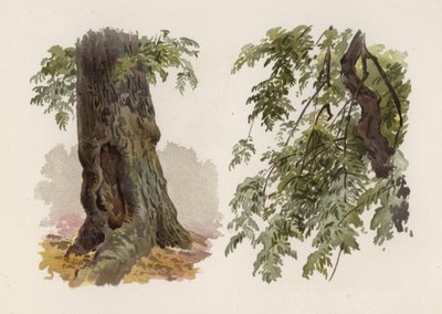 Bomen: De Es door William Henry James (after) Boot