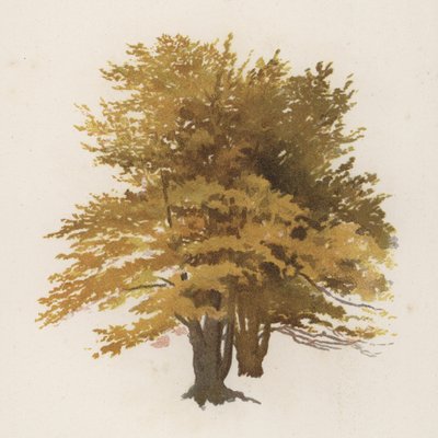 Bomen: De Beuk door William Henry James (after) Boot
