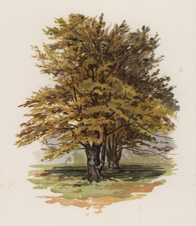 Bomen: De Beuk door William Henry James (after) Boot