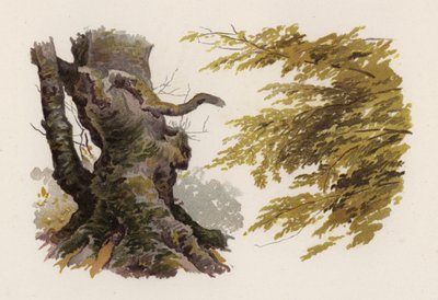 Bomen: De Beuk door William Henry James (after) Boot