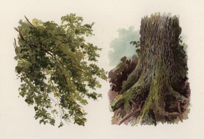 Bomen: De Iep door William Henry James (after) Boot