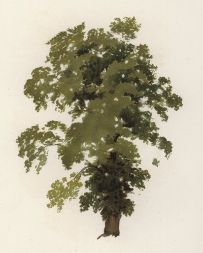 Bomen: De Iep door William Henry James (after) Boot