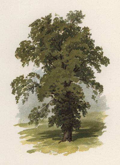 Bomen: De Iep door William Henry James (after) Boot