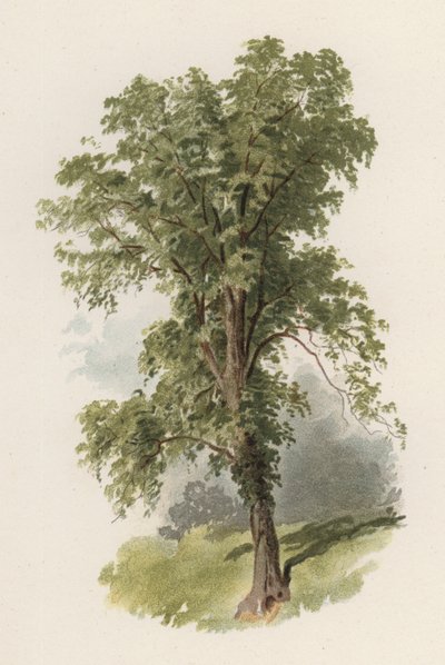 Bomen: De Iep door William Henry James (after) Boot