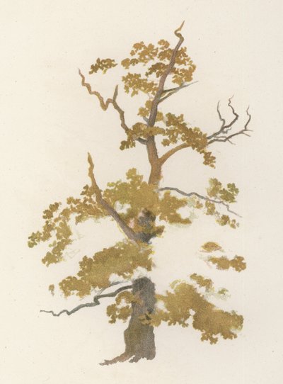 Bomen: De Eik door William Henry James (after) Boot