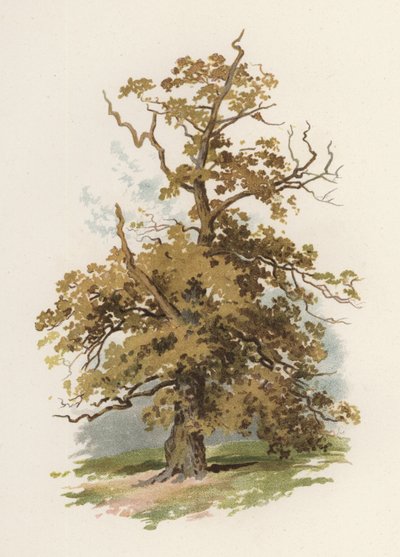 Bomen: De Eik door William Henry James (after) Boot