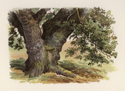 Bomen: De Eik door William Henry James (after) Boot