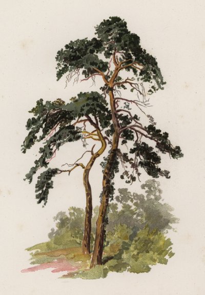 Bomen: De Schotse Den door William Henry James (after) Boot