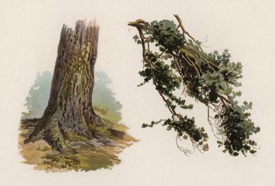 Bomen: De Grove Den door William Henry James (after) Boot