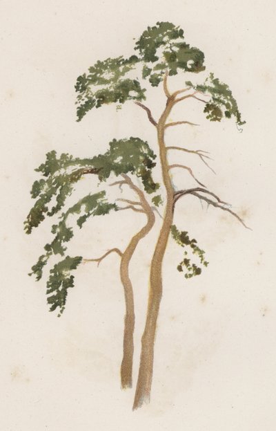 Bomen: De Grove Den door William Henry James (after) Boot