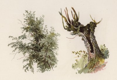 Bomen: De Wilg door William Henry James (after) Boot