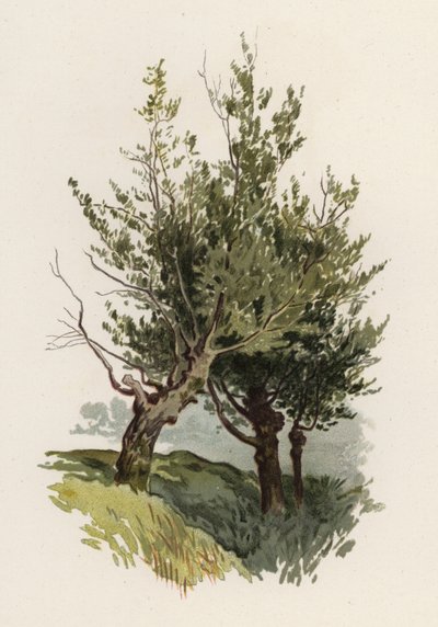 Bomen: De Wilg door William Henry James (after) Boot