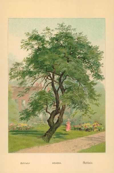 Acacia door William Henry James Boot