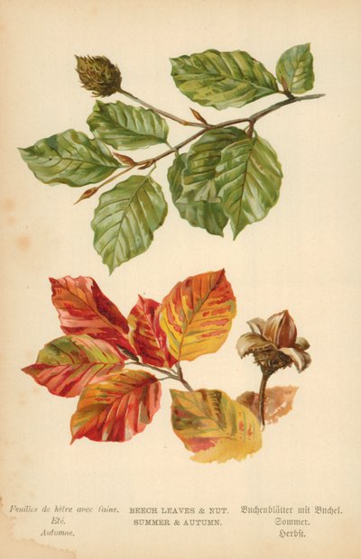 Beukenbladeren en noot. Zomer en herfst door William Henry James Boot