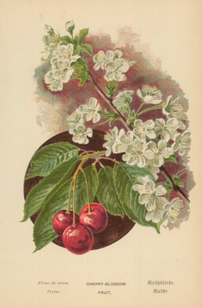 Kersenbloesem. Fruit door William Henry James Boot