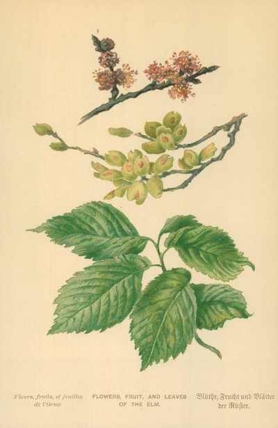 Bloemen, fruit en bladeren van de iep door William Henry James Boot