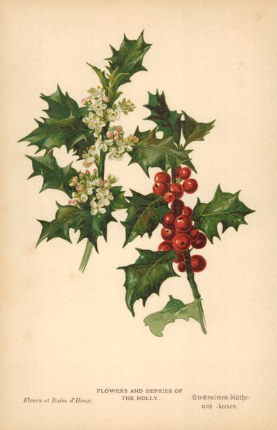 Bloemen en Bessen van de Hulst door William Henry James Boot